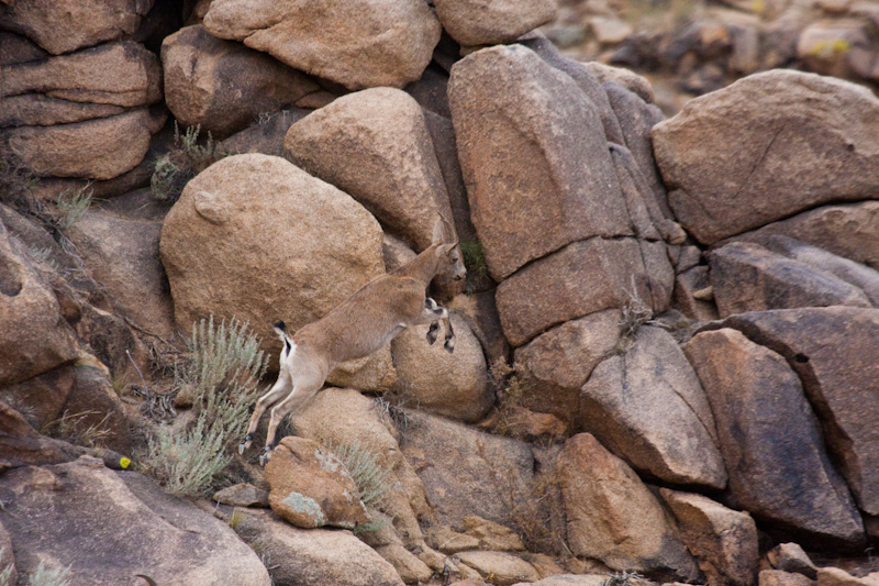 Siberian Ibex